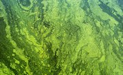 Role of Algae in Agriculture