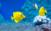 5 Characteristics That All Fish Have in Common