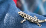 How Are Reptiles Important to Humans?