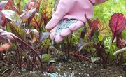 Describe the Process of Pollination & Fertilization in Flowering Plants