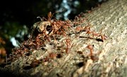 What Causes Swarming Ants?