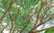 Simple Photosynthesis Activities
