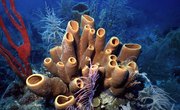 Types of Sea Sponges
