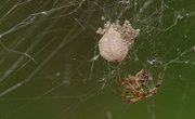 How Many Eggs Can a House Spider Lay?