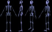 How to Determine Height Through the Skeleton