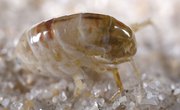 What Color Are Sand Fleas?
