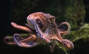 How Does an Octopus Breathe?