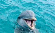What Are the Characteristics of Dolphins?