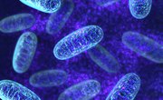Do All Cells Have Mitochondria?
