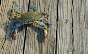 How to Catch a Blue Crab in Florida