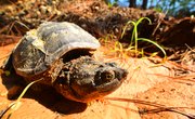 What Are the Predators for Snapping Turtles?