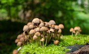 How to Pick Edible Wild Mushrooms