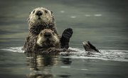 How Do Sea Otters Protect Themselves?