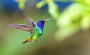 Birds That Drink Hummingbird Water