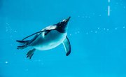 How Do Penguins Breathe Underwater?