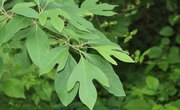 How to Find Sassafras Trees