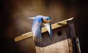 Northeast Bird Identification