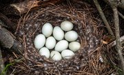 White Bird Egg Identification