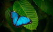 What Are the Adaptations for Survival of the Blue Morpho Butterfly?