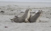 Facts About Seals for Kids
