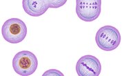 Telophase: What Happens in this Stage of Mitosis & Meiosis?