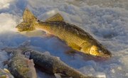 How to Tell the Difference between Male & Female Walleyes