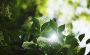 What Are the Functions of Photosynthesis?