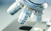 What Are the Different Types of Microscopy Used in a Microbiology Laboratory?