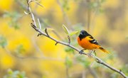 How to Build a Grape Jelly and Orange Feeder From a Hanger to Attract Orioles