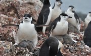 This Research Into Penguin Mating Activity was Silenced For a Century
