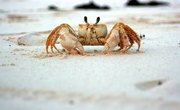 How to Feed Sand Crabs