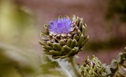 Why Is Pollen Important?