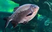 Facts About Pacu Fish