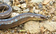 Worm Snakes in Georgia