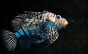 How to Tell Male & Female Zebrafish Apart