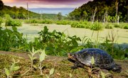 Turtles That Are Found in Indiana