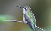 How Do Hummingbirds Mate?