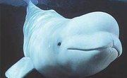 How Do Belugas Protect Themselves?