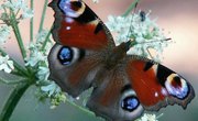 What Does the Butterfly Do for Nature?