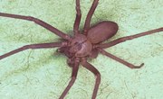 How to Identify the Brown Recluse Spider