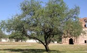 What Is a Mesquite Tree?