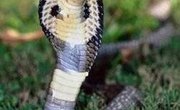 Why Does a Cobra Have a Hood?