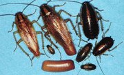 What Do Cockroaches Look Like?