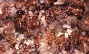 What Do Queen Ants Look Like?
