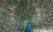 How Does a Peacock Find Food?