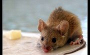 How Does a Mouse Find Food?
