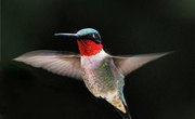 How Does a Hummingbird Find Food?