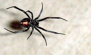 Types of Poisonous Spiders