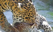 How Do Jaguars Care for Their Babies?