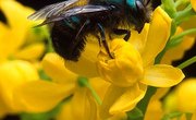 What Flowers Do Bees Like?